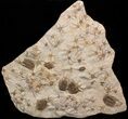 Fossil Brittle Star, Trilobite & Crinoid Plate #40478-1